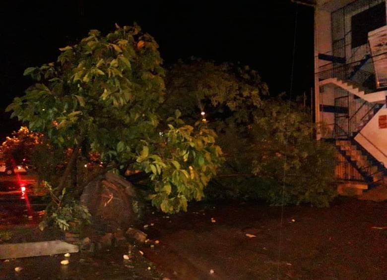 Árboles caídos y casas destechadas deja vendaval en el municipio de Chigorodó, Antioquia. FOTO CORTESÍA LENTE INFORMATIVO