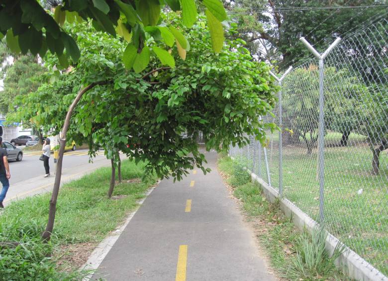 Aquí en la ciclorruta de la UPB, un árbol que puede causarle un accidente a un ciclista desprevenido. FOTO DANIEL PALACIO