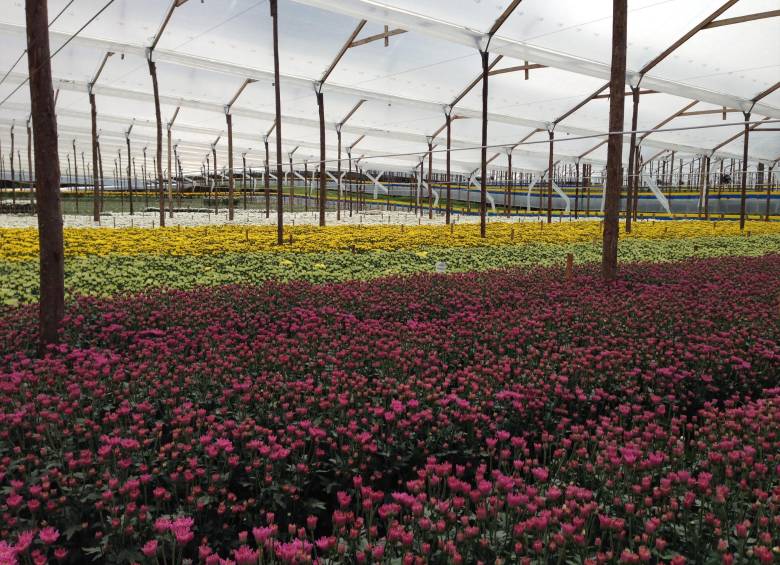 Así luce la cosecha de crisantemos en Flores Capiro. La hibridación permite crear más colores.