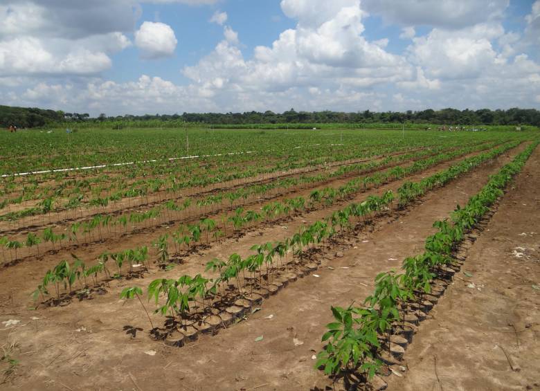 Plantaciones de caucho como esta en la altillanura colombiana entrarían a hacer parte de las zonas Zidres. FOTO COLPRENSA