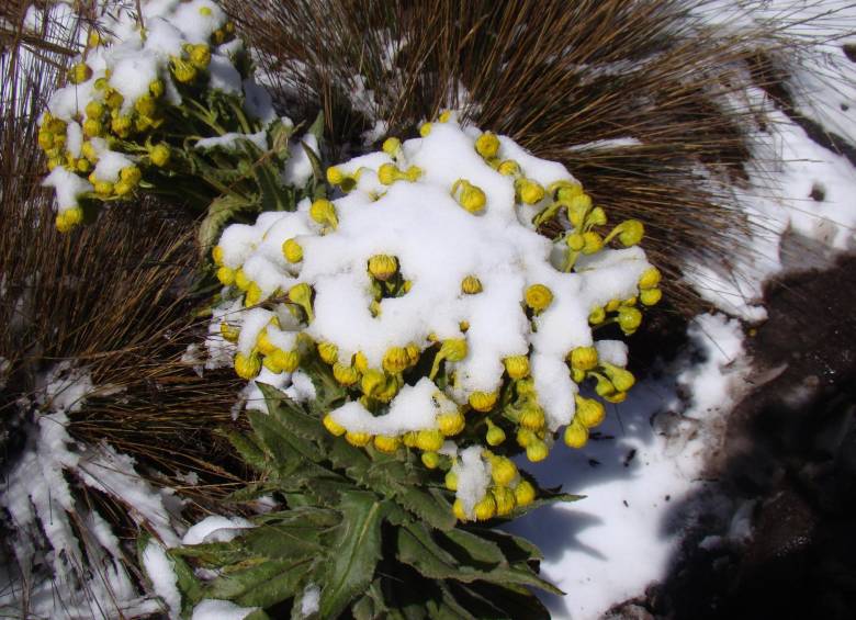Volvió a caer nieve en el Parque Nacional Los Nevados