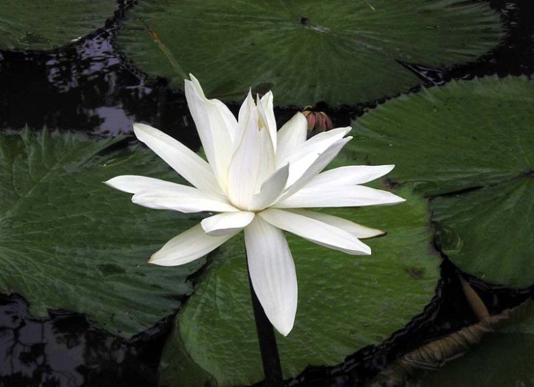 País: Bangladés. Flor: lirio blanco acuático (Nymphaea pubescens).