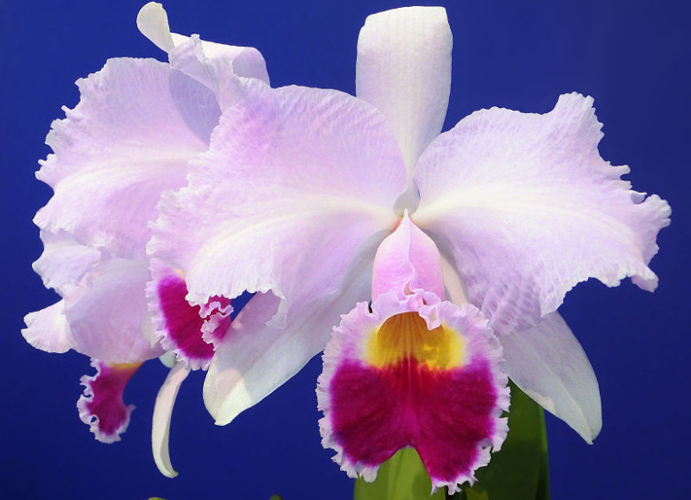 País: Colombia. Flor: orquídea colombiana (Cattleya trianae).
