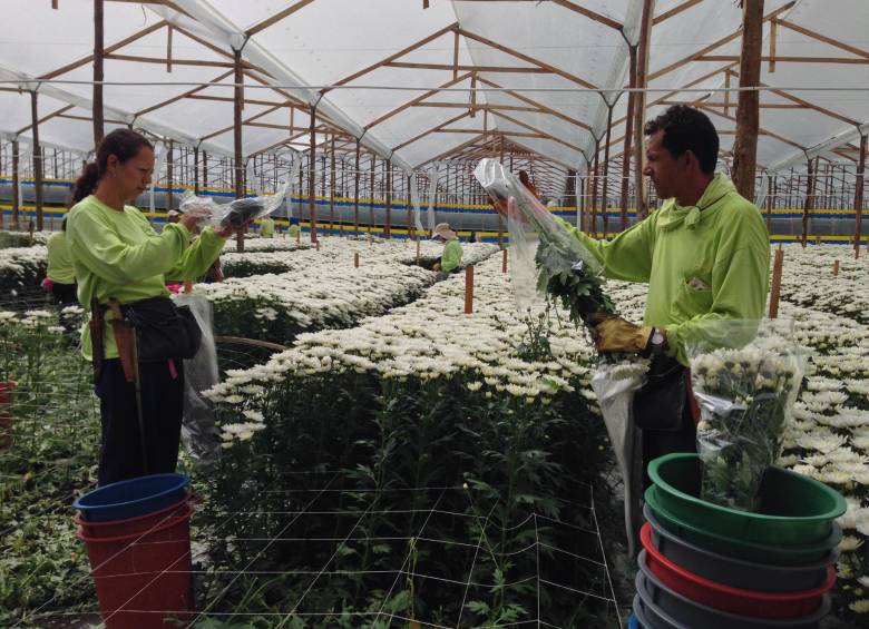 Este es el área de cosecha. Los crisantemos son recogidos y empacados en capuchones de plástico.