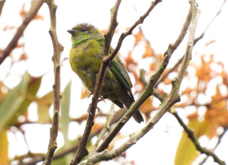 Una ave rara y un ciervo volvieron a los bosques