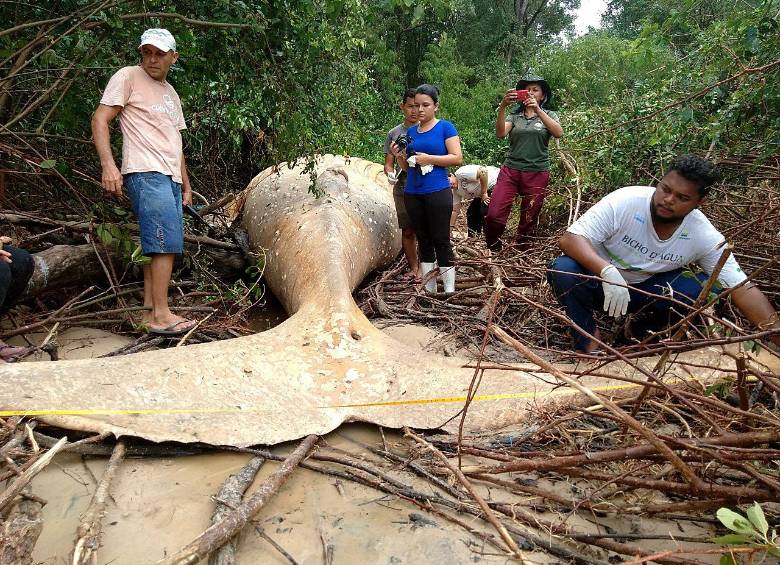 Hallan muerta a ballena jorobada en la desembocadura del río Amazonas