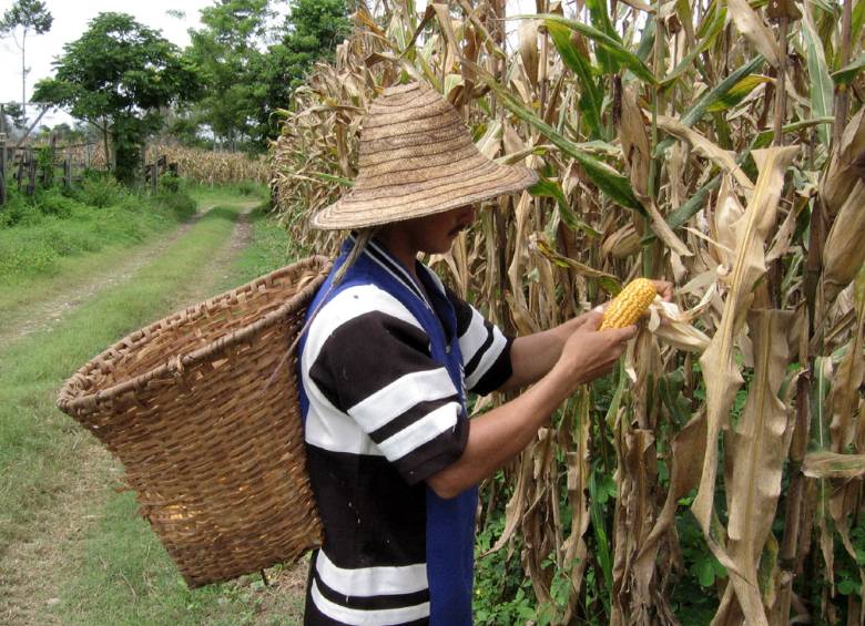 El Gobierno pondrá en marcha un plan contra la pobreza en el campo que incluye vivienda rural, escuelas agrícolas y acceso al crédito. FOTO COLPRENSA