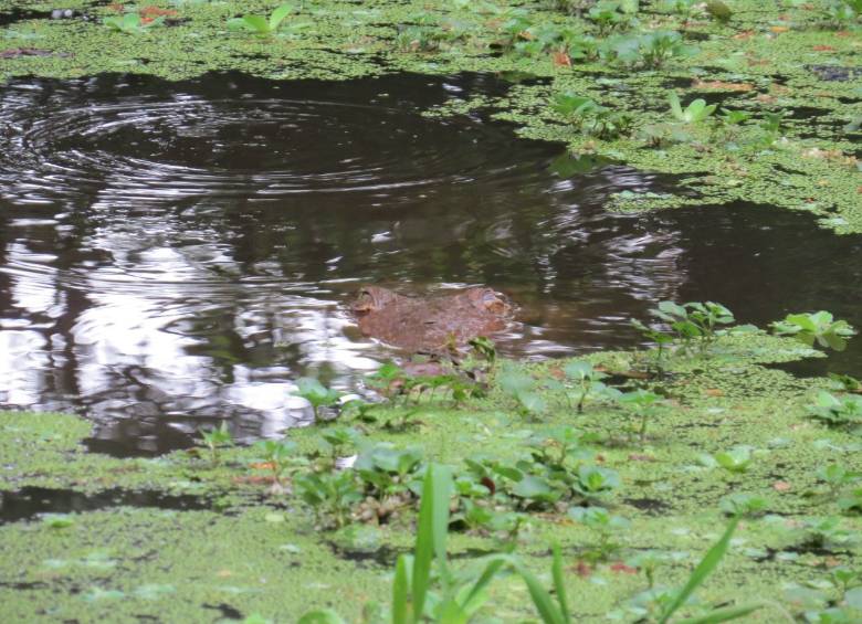 El caimán aguja de Puerto Berrío será llevado a un hábitat en el que hallará la manera de atrapar peces, moluscos, tortugas e iguanas, que son su alimento natural. FOTO cortesía corantioquia