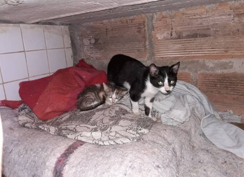 Por enfermedades en mascotas cierran albergue animal de Betania