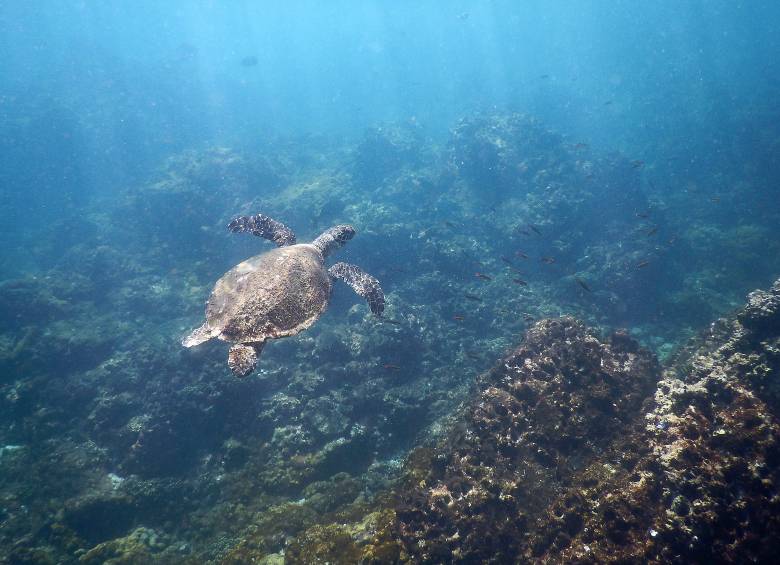 La tortuga carey está en peligro porque su caparazón es muy apetecido para las artesanías. Según Equilibrio Azul, son pocas las que nacen y logran llegar al agua. FOTO cortesía
