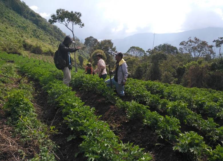 En Buriticá y Giraldo las empresas Zijin y Pepsico le dan un impulso al campo. Foto cortesía Zijin Continental Gold