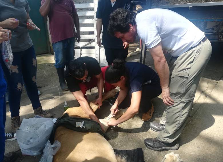 En el zoológico Los Caimanes, de Montería, el Dagma tratan de salvarle la vida a Júpiter. FOTO TOMADA DEL TWITTER DE DAGMA