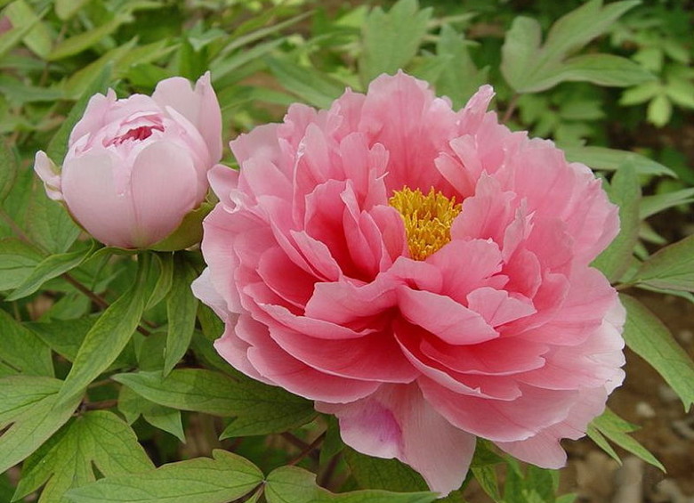 País: China. Flor: peonía. (Paeonia suffruticosa).