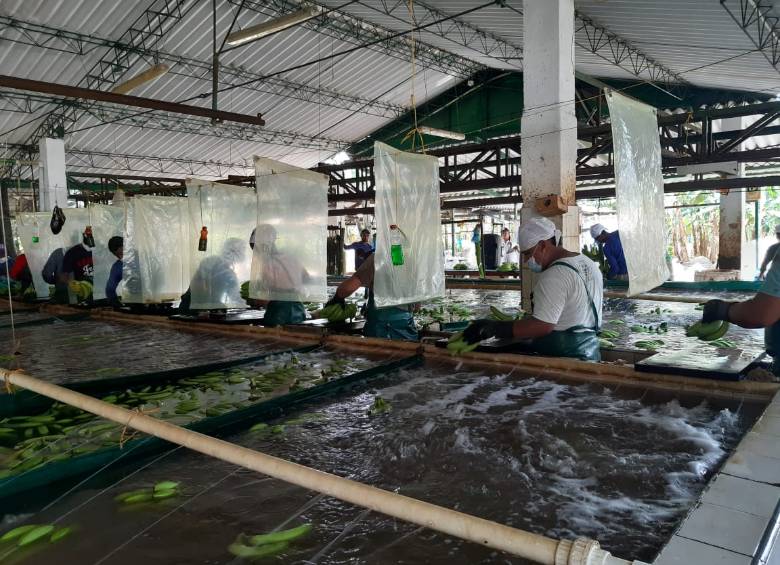 Producción con protocolo de bioseguridad (tapabocas y distanciamiento social) implementado en una finca productora de banano en la región de Urabá, afiliado de la Asociación de Bananeros de Colombia (Augura). FOTO CORTESÍA