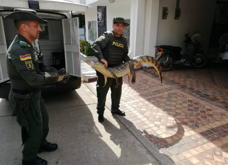 Esta es la babilla que fue reportada por los habitantes del municipio. FOTO CORTESÍA POLICÍA AMBIENTAL DE CAUCASIA