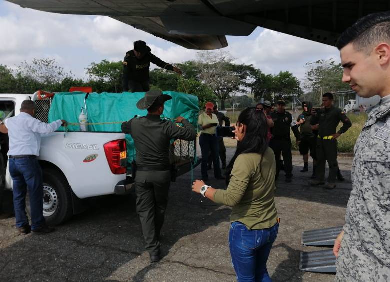 Así avanza el traslado del león Júpiter a Cali