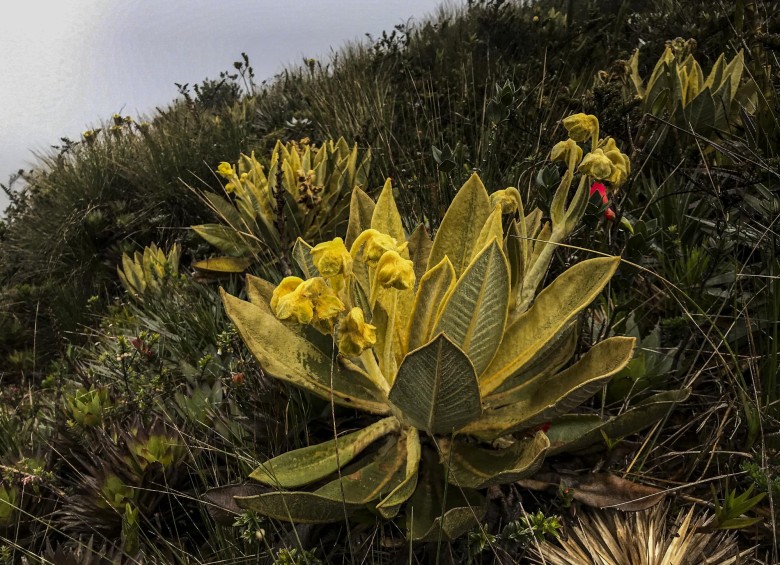 Visita al cerro de Las Palomas en el páramo de Sonsón, en donde se encuentra la nueva especie de frailejón (Espeletia restricta) identificada recientemente. FOTO: Esteban Vanegas. 