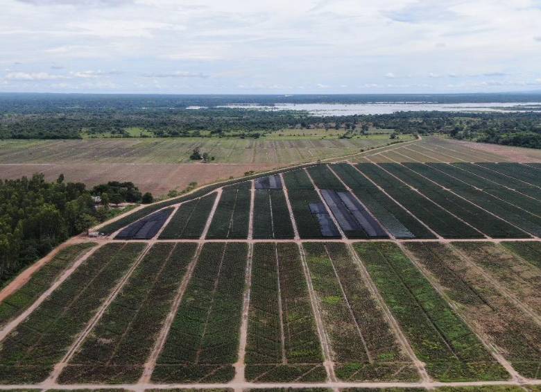 Canada recibirá por primera vez 19.000 kilos de piña colombiana, producida en el Cesar. FOTO COLPRENSA