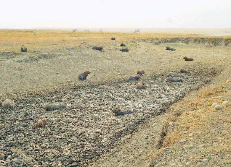 La fuerte sequía que se registró en el norte del departamento colombiano del Casanare, en marzo pasado, no solo dejó un saldo de cerca de 25.000 animales muertos, sino también una clara necesidad de plantear un plan de adecuación al cambio climático para los próximos ciclos de verano en el país. FOTO COLPRENSA