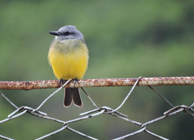Un atrapamoscas, común en el Parque y zona amortiguadora, abajo niña emberá katío en el CER Venados Abajo. FOTOS Ingrit Pineda