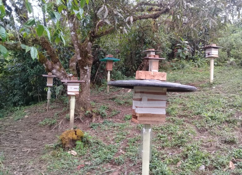 Imagen de los procesos que lleva a cabo Edilson Rosero con las abejapara una producción de miel más limpia y sostenible. FOTO Cortesía.