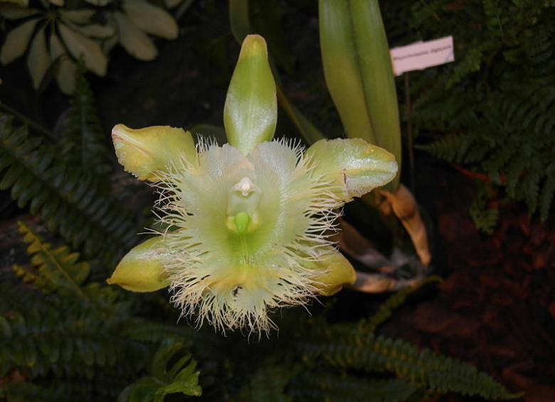 País: Honduras. Orquídea de la Virgen (Rhyncholaelia digbyana).