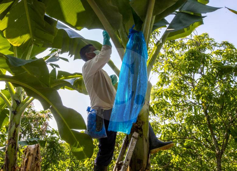 Las medidas de control y prevención se han asumido de forma rigurosa. La invitación es trabajar de manera articulada en la implementación de las medidas de bioseguridad de acuerdo con el plan de contingencia establecido por el ICA. FOTO Juan Antonio Sánchez