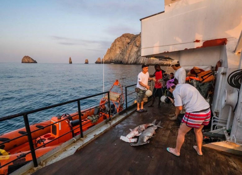 La Fundación Malpelo encontró en el lugar tiburones martillos muertos, además que los invasores anclaron sus embarcaciones a corales de la zona. FOTO FUNDACIÓN MALPELO