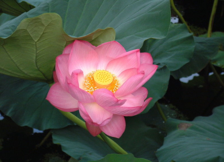 País: India. Flor: loto (Nelumbo nucífera).