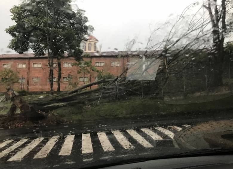 Árbol caído en la Loma de los Bernal. FOTO CORTESÍA FABO SALAZAR