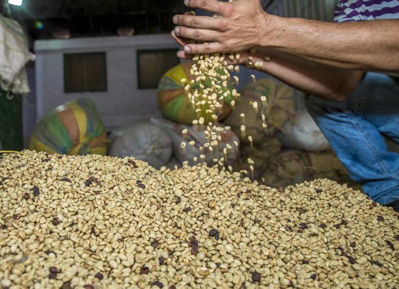 El programa OPLS acompañó a 15 unidades productivas, seis de ellas de café y nueve de otros sectores del agro del Occidente antioqueño. Foto Juan Antonio Sánchez