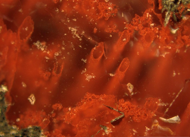Tubos de hematita encontrados en la formación rocosa en Canadá. Representarían la forma de vida más antigua conocida hasta ahora, bacterias en el fondo marino. FOTO Matthew Dodd