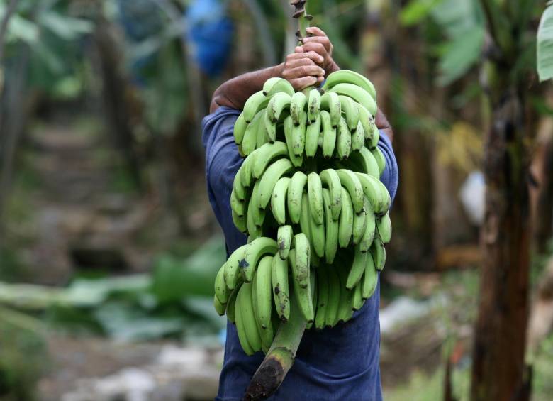 Cultivos de banano. FOTO: JULIO CÉSAR ECHEVERRI