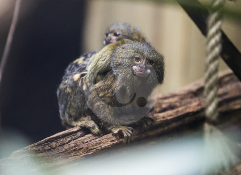 Los monos pigmeo, de muy poco tamaño, son de las especies más amenazadas del Amazonas. Sus ejemplares se comercian a precios entre los $200 mil y el millón. FOTO juan antonio sánchez
