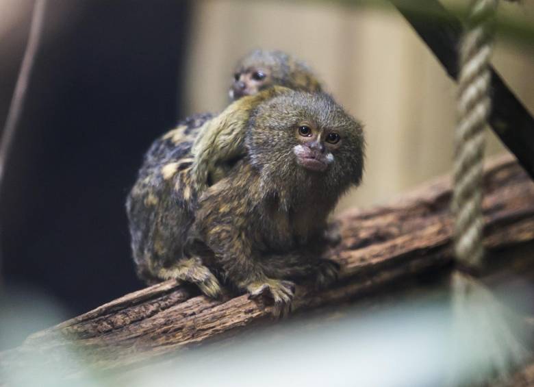 Los monos pigmeo, de muy poco tamaño, son de las especies más amenazadas del Amazonas. Sus ejemplares se comercian a precios entre los $200 mil y el millón. FOTO juan antonio sánchez