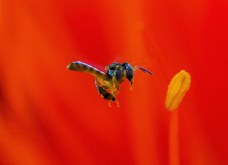 Un estudio muestra que hay una sorprendente desaparición de insectos en los espacios naturales de Alemania. FOTOS: Julio César Herrera