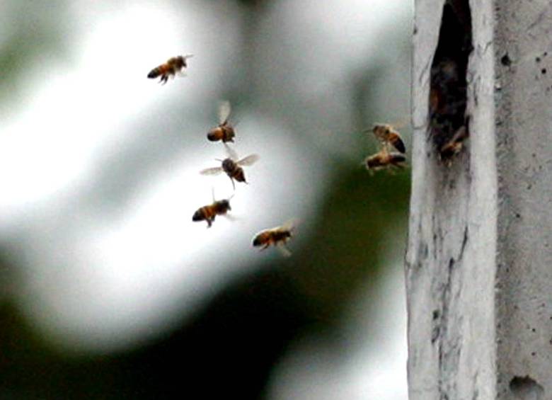 Abejas. FOTO: JAIME MUNÉVAR