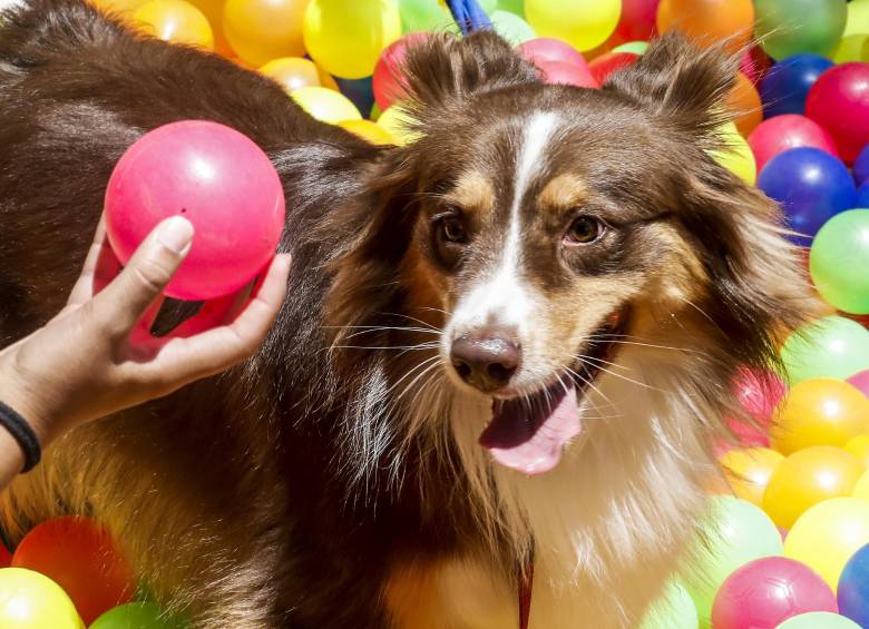 Son varias las fechas destinadas a celebrar el Día internacional del perro, una de ellas se festeja mañana, aunque no hay reseña de su origen y sitio desde donde se promovió. FOTO jaime pérez