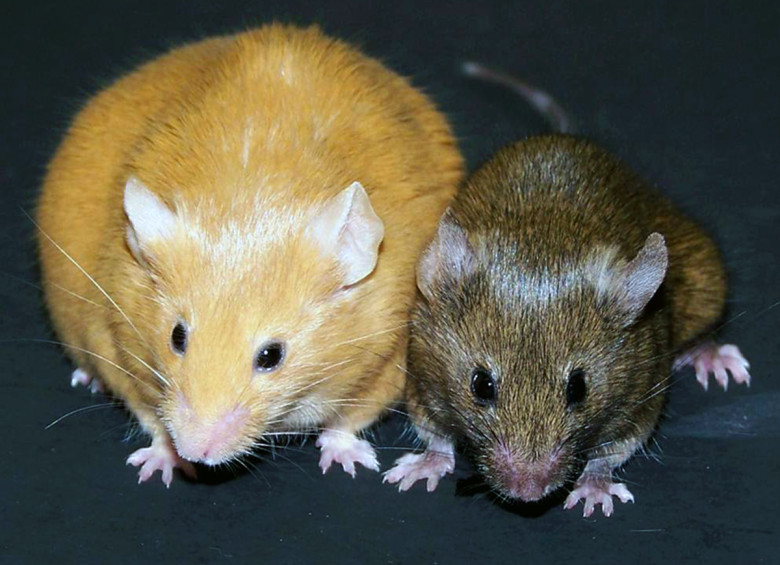 Se logró que ratones recuperaran la visión (esta imagen no es del experimento). Foto Randy Jirtle/Dana Dolinoy