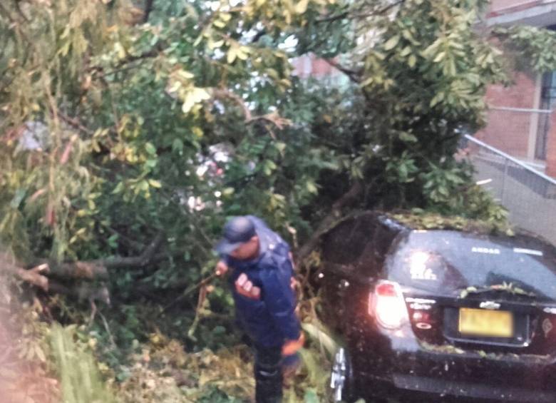 Este fue uno de los árboles que cayó luego del aguacero en el municipio de la Estrella. FOTO Cortesía