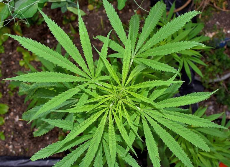 Plantas de cannabis. Foto: Colrpensa