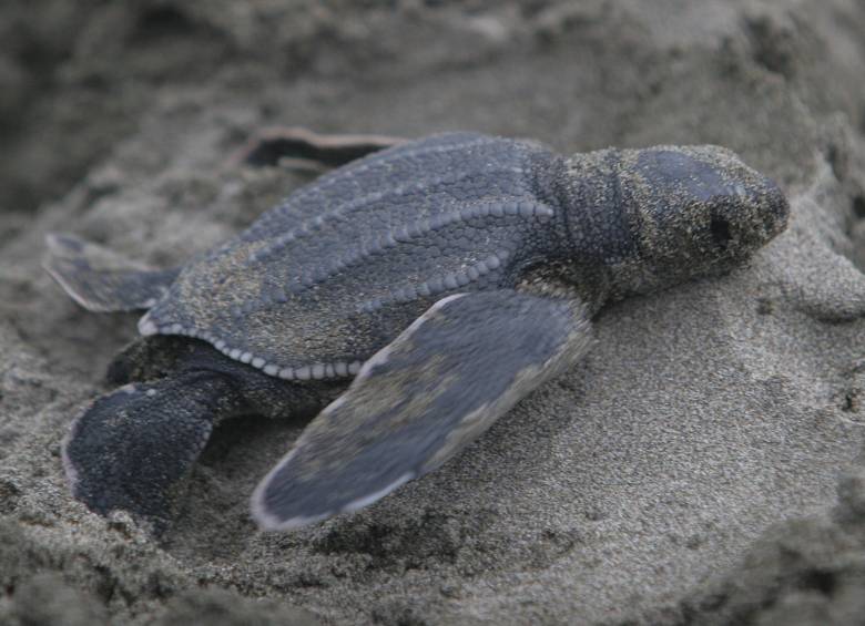 La Caná es una de las tortugas marinas que hay en Centroamérica, sin embargo, no se conoce las especies de marinas que murieron en El Salvador. FOTO: Hernán Vanegas Ochoa.