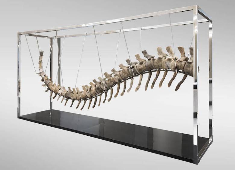 Así se ve el esqueleto de la cola Atlasaurus. Pesa 180 kilos. 