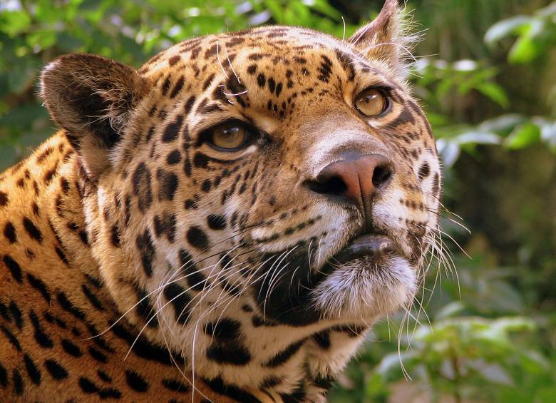 ¿Qué hacer para salvar el jaguar en el país?