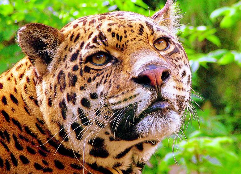 ¿Qué hacer para salvar el jaguar en el país?