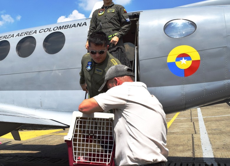 Fuerza Aérea rescató a una nutria gigante en los Llanos Orientales