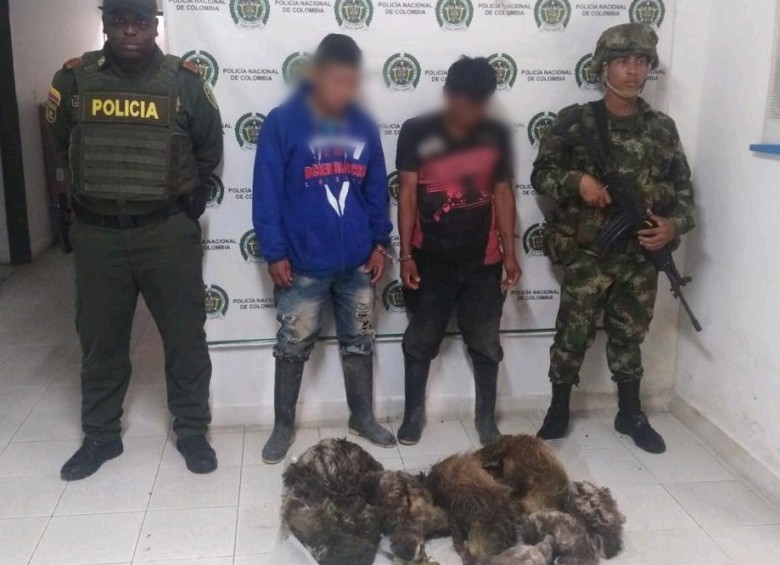 $!Dos hombres fueron capturados en Belén de Bajirá por posesión ilegal de nueve osos perezosos. FOTO CORTESÍA POLICÍA