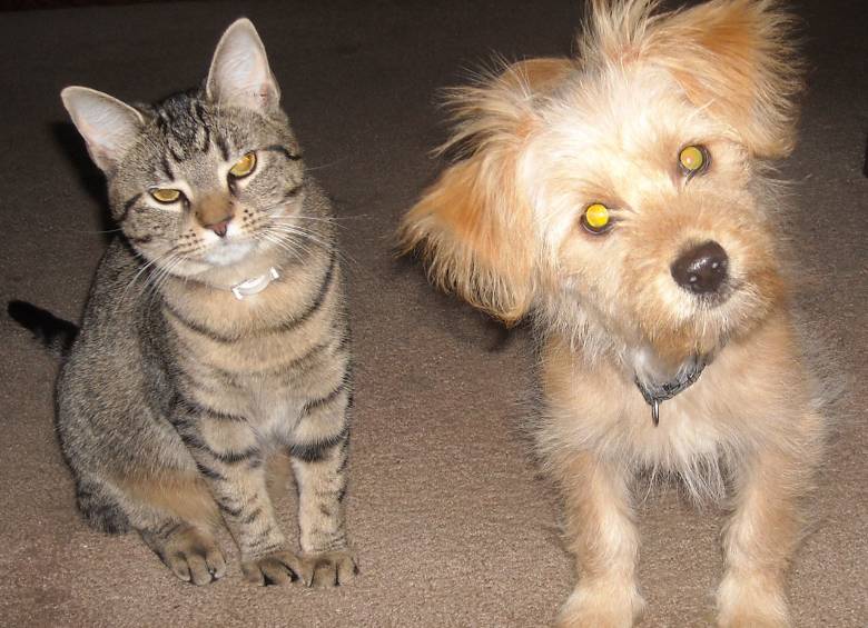 Los perros tienen más neuronas en la corteza que los gatos dice el estudio. Foto Public Domain Pictures