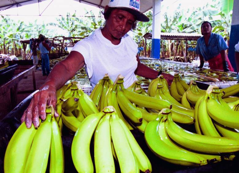 Fusarium Raza 4 Tropical (Foc R4T) es una enfermedad que afecta a las plantaciones de banano y plátano. FOTO ARCHIVO COLPRENSA