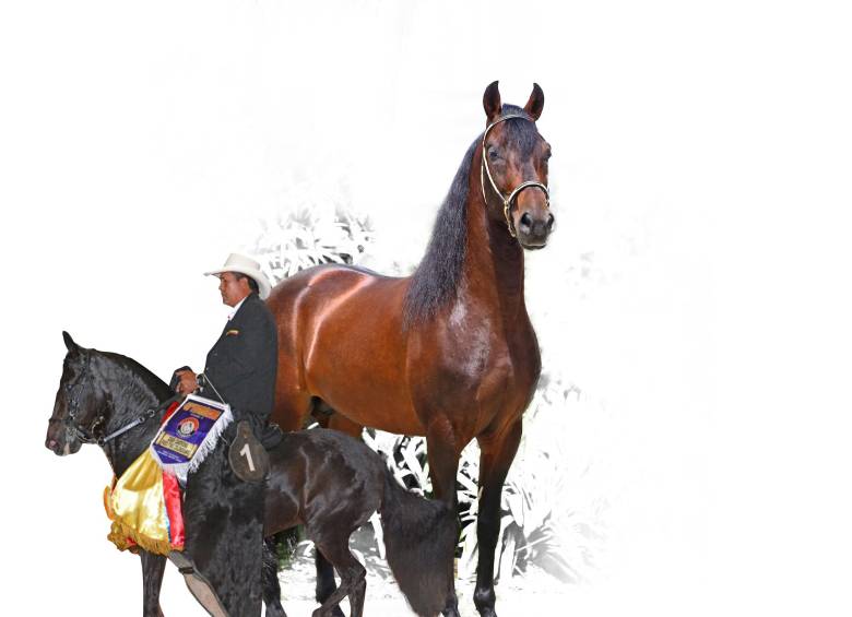 La 40° edición de Expooriente se llevó a cabo de jueves a sábado. FOTO cortesía asdesilla / criadero san cayetano
